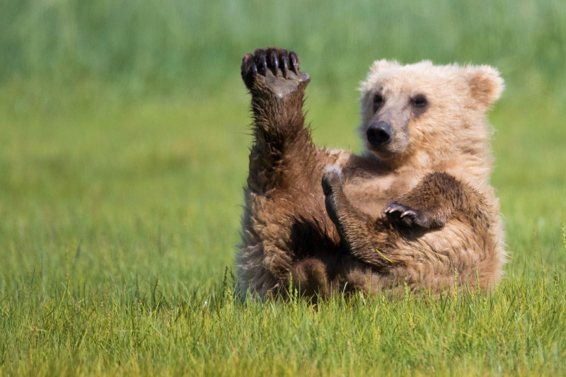 bear cub with foot up